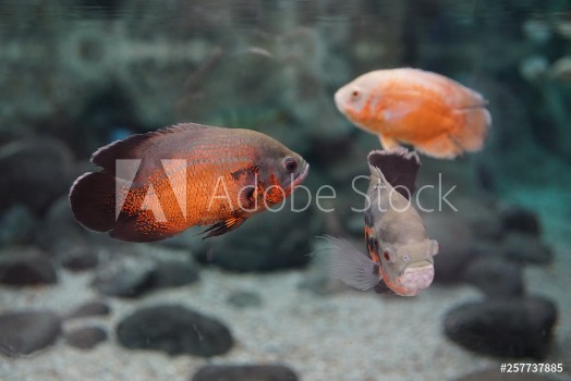 Picture of Las Palmas de Gran Canaria Canary Islands Spain - 21122018 - Aquarium Poema del Mar
